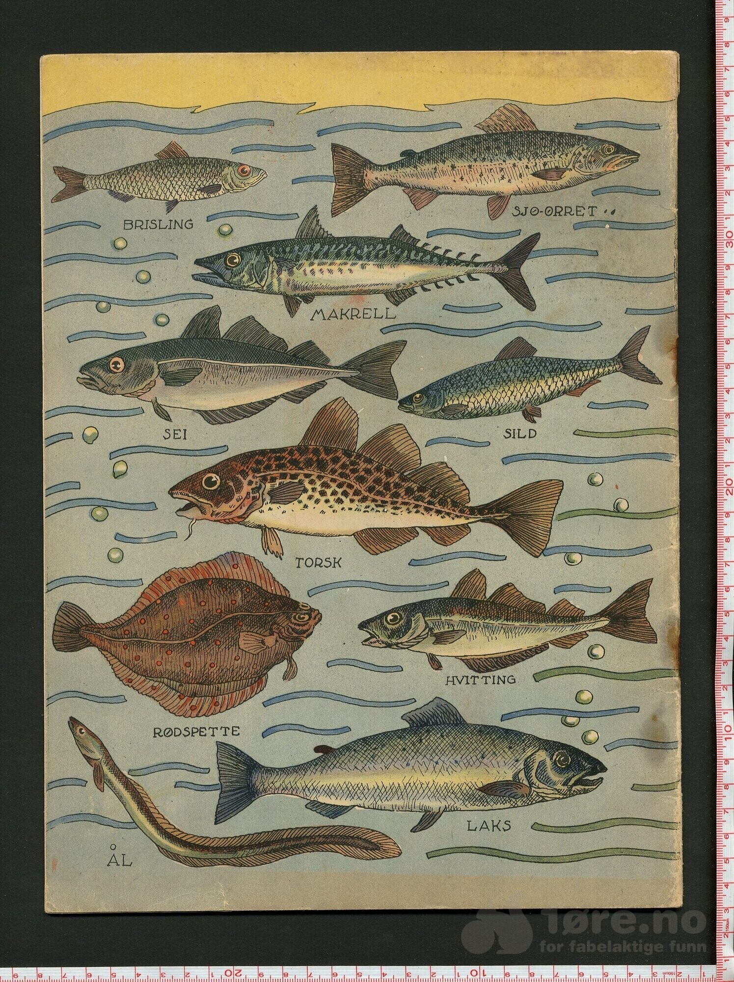 Fisk fra sjø og vann. Malebok., bilde 2