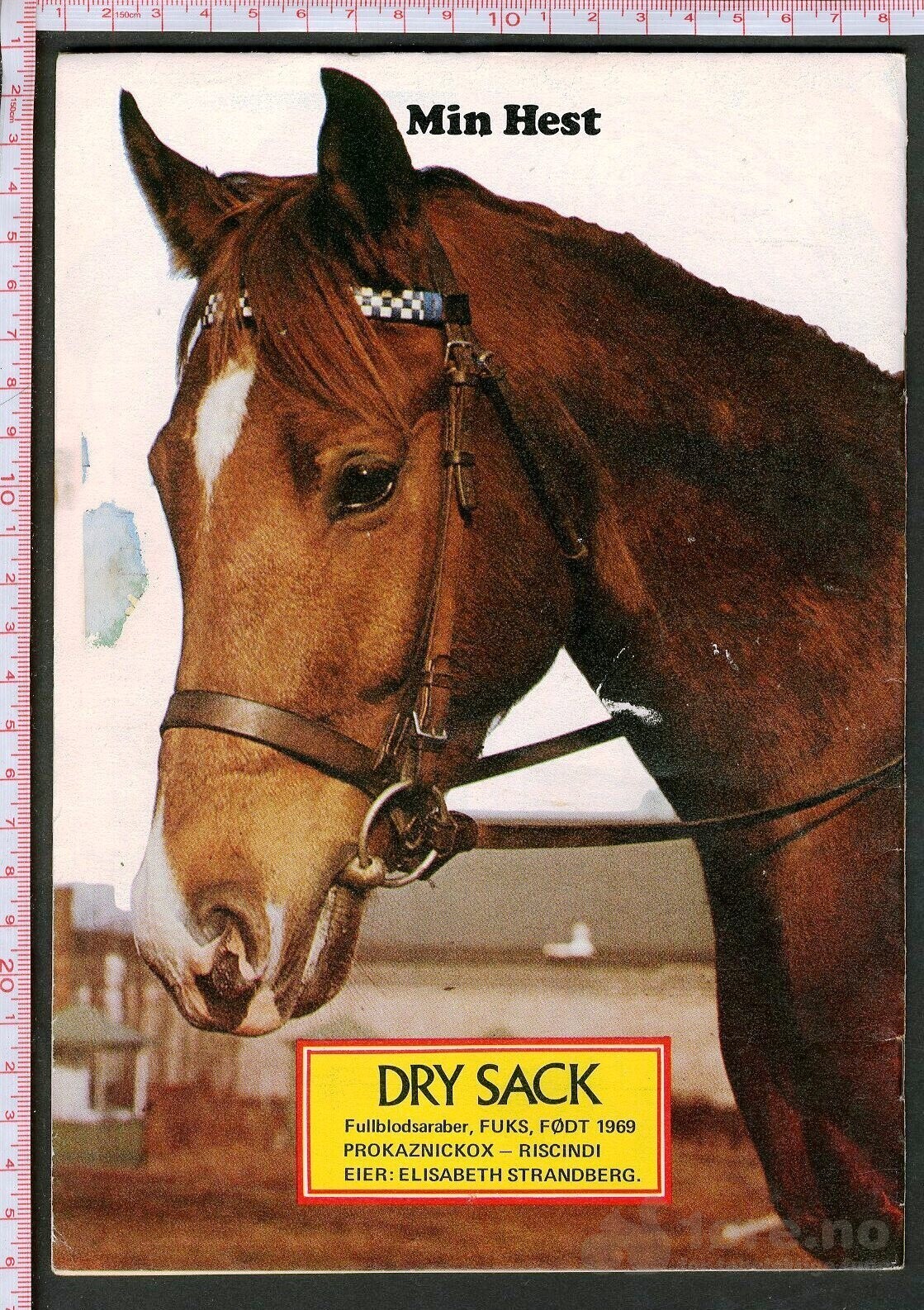 Min hest nr.10 - 1973, bilde 2