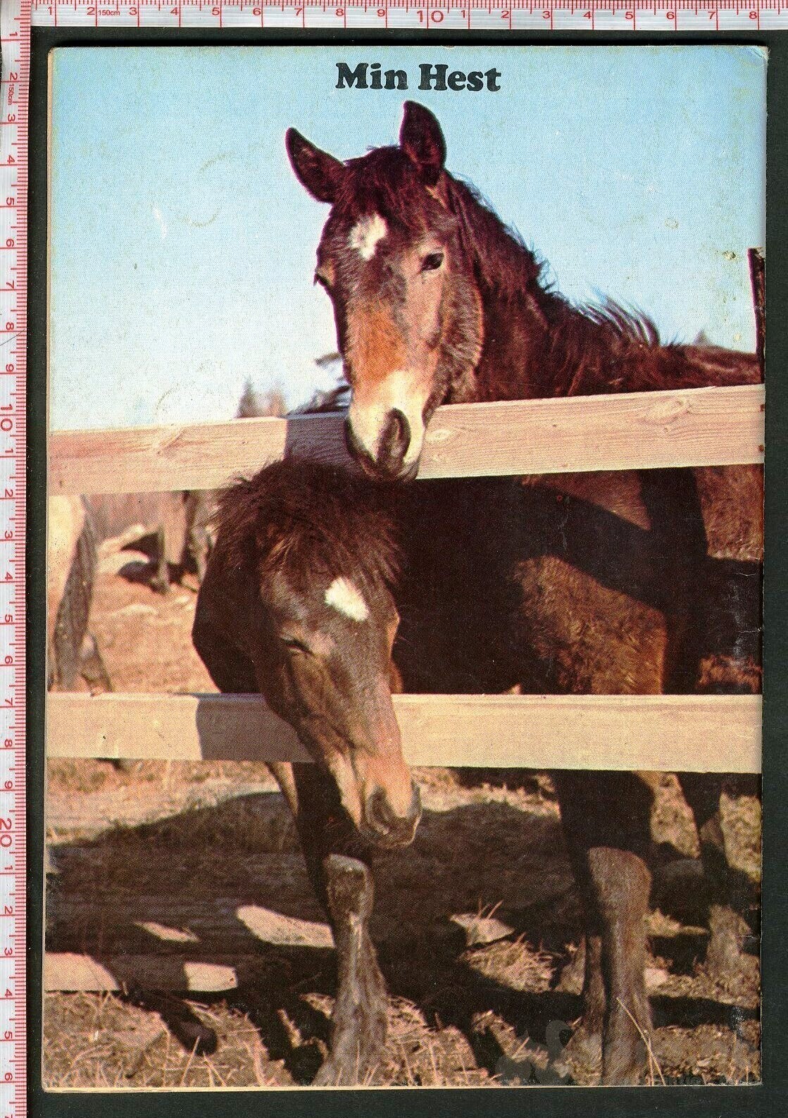 Min hest nr.11 -1973, bilde 2