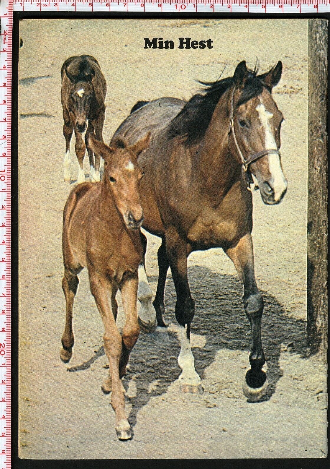 Min hest nr.13 - 1973, bilde 2