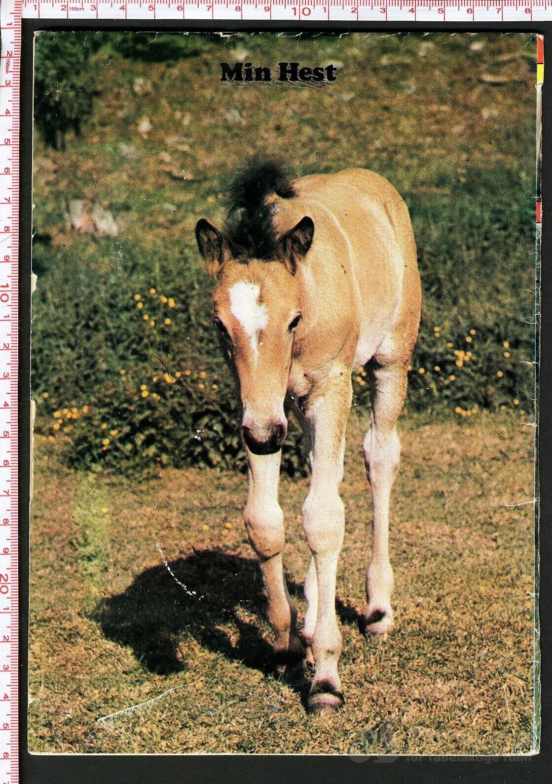 Min hest nr.1 - 1974, bilde 2