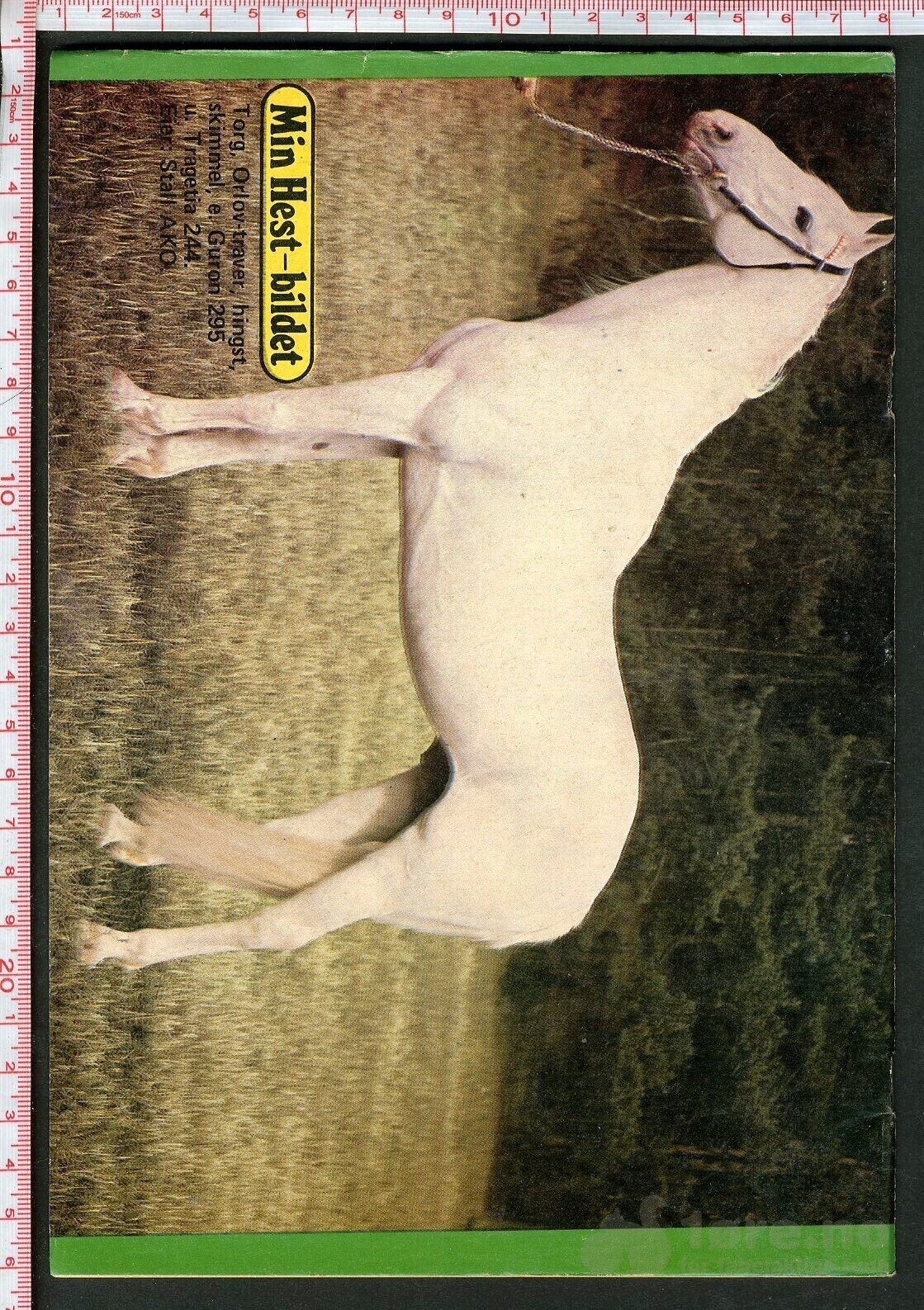 Min hest nr.10 - 1974, bilde 2