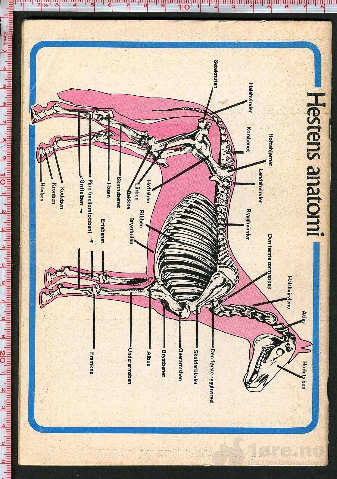 Min hest nr.11 - 1974, bilde 2