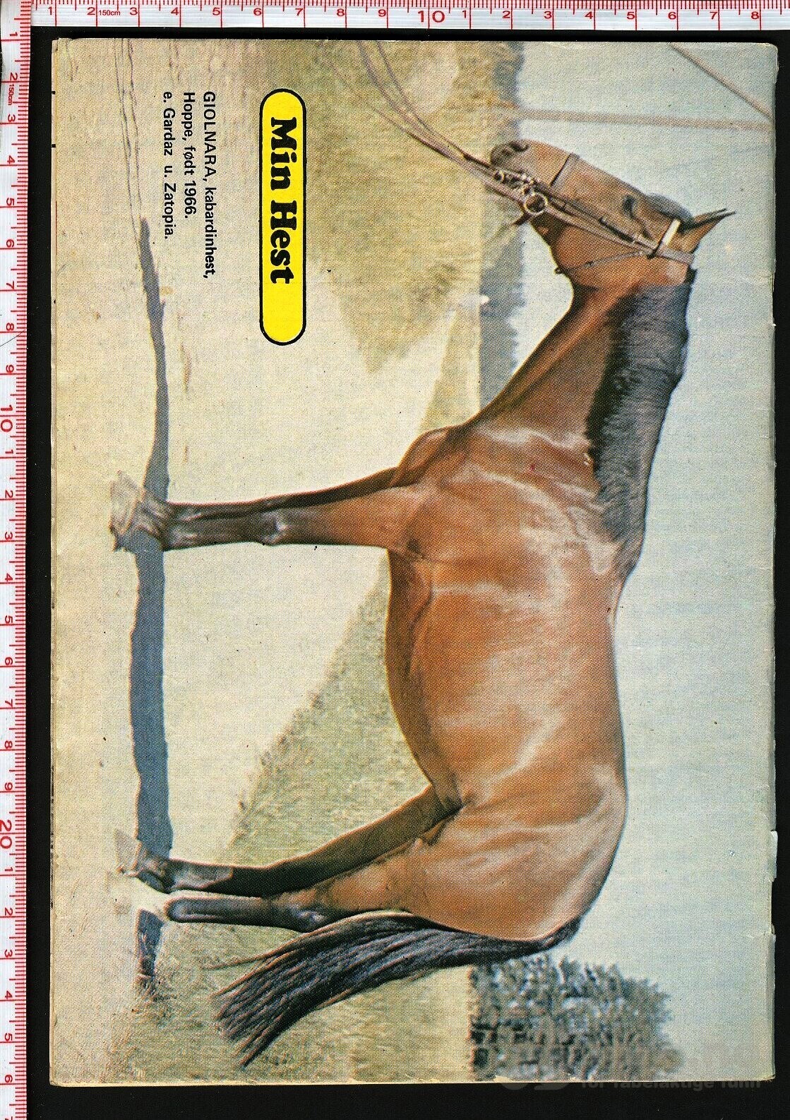 Min hest nr.13 - 1974, bilde 2