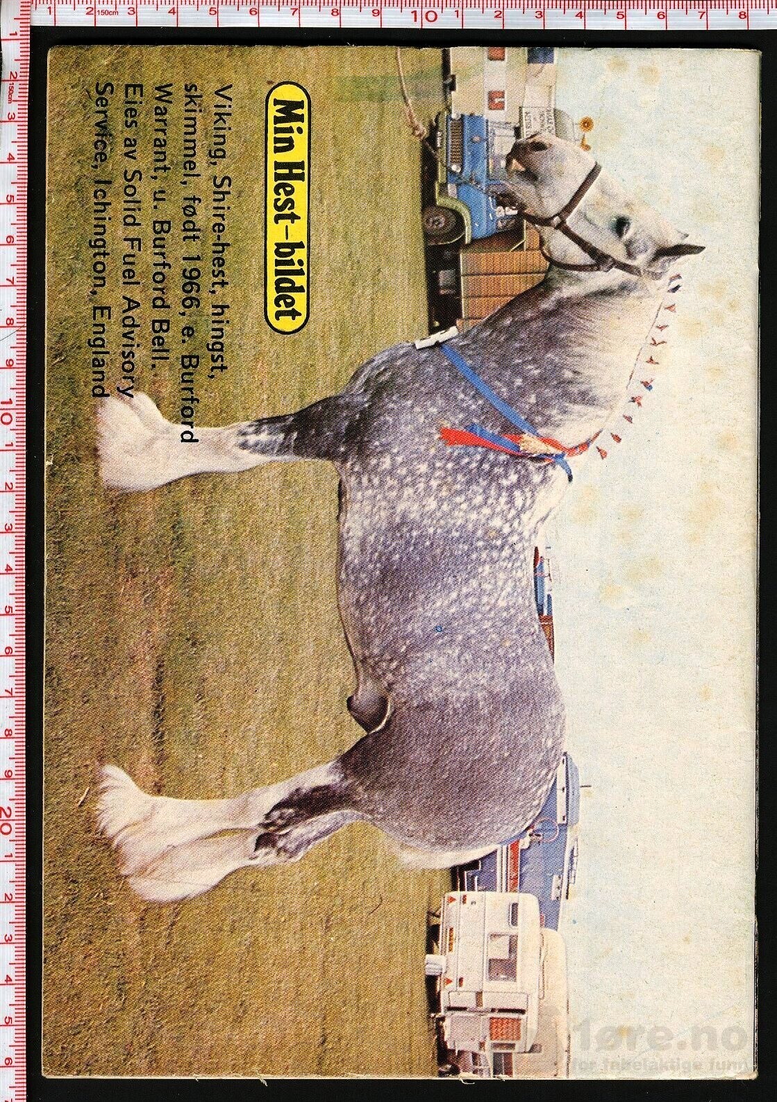 Min hest nr.17 - 1974, bilde 2