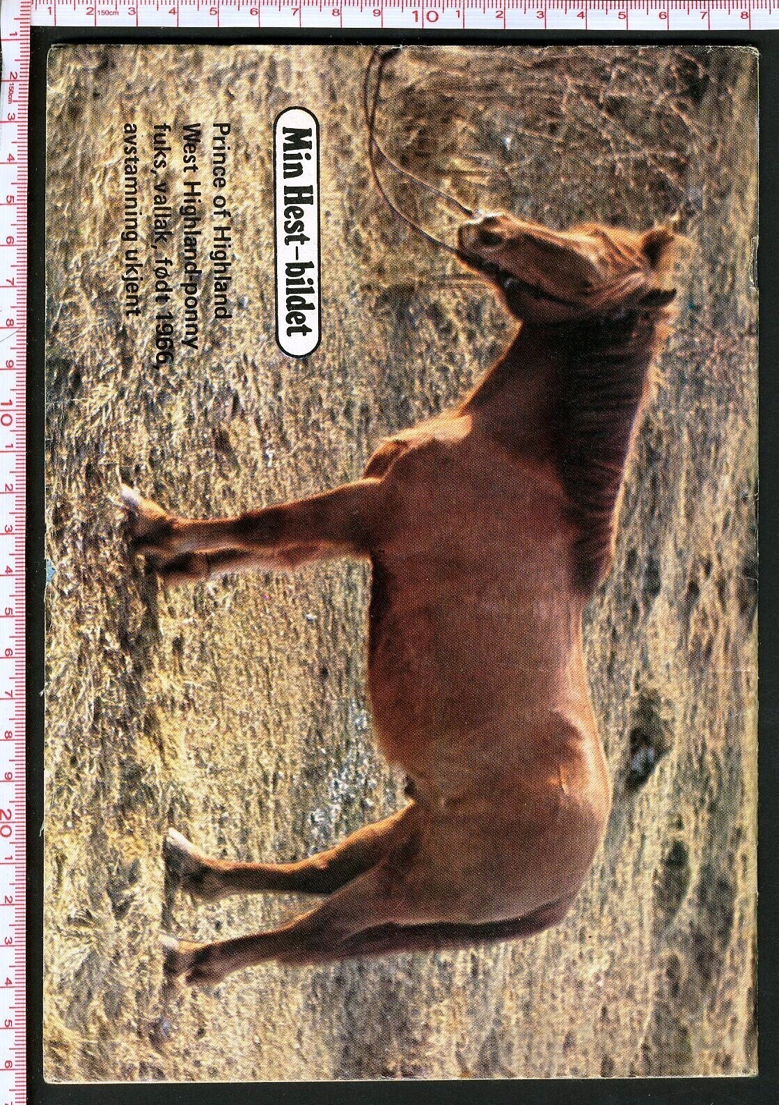 Min hest nr.18 - 1974, bilde 2