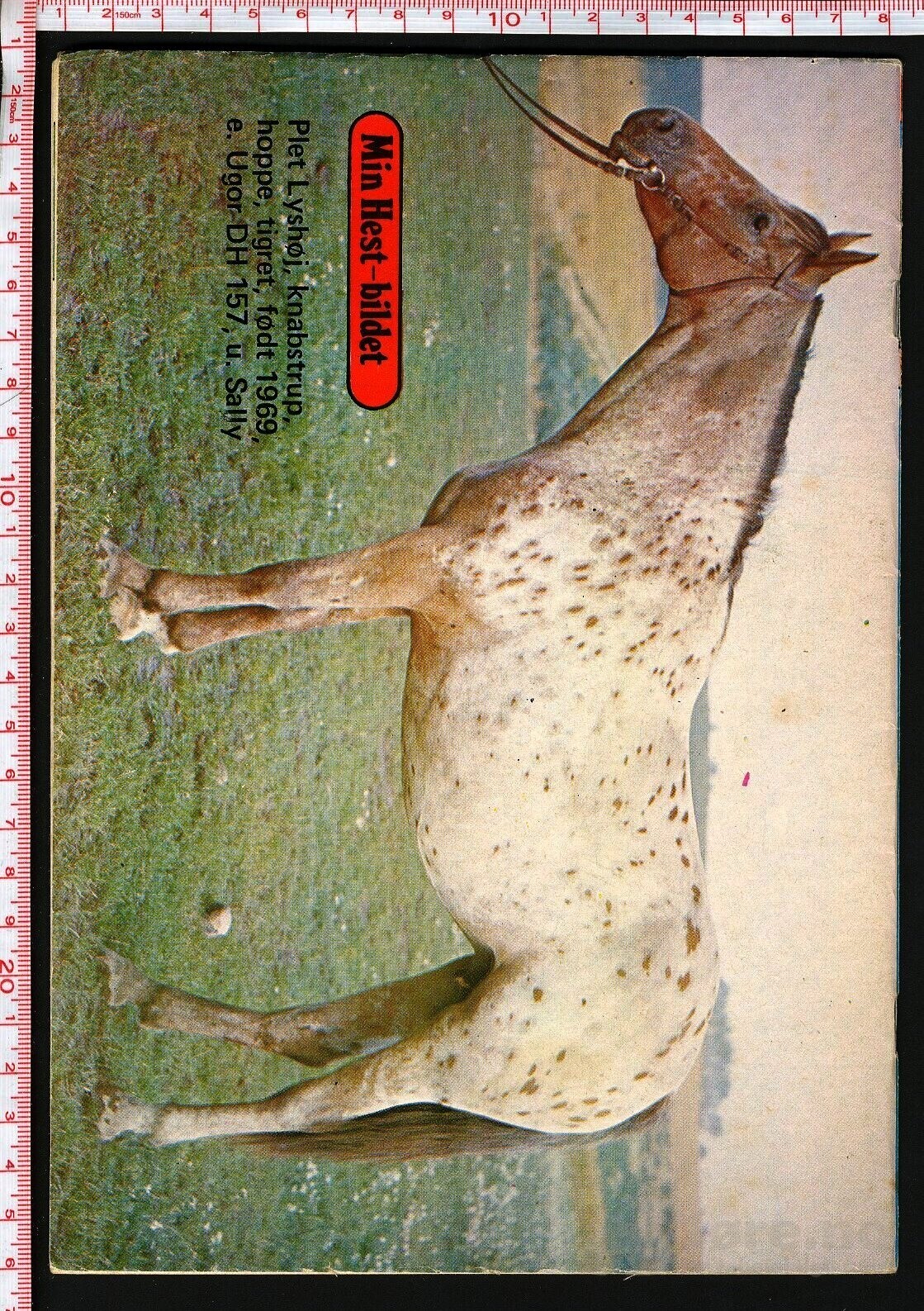 Min hest nr.19 - 1974, bilde 2