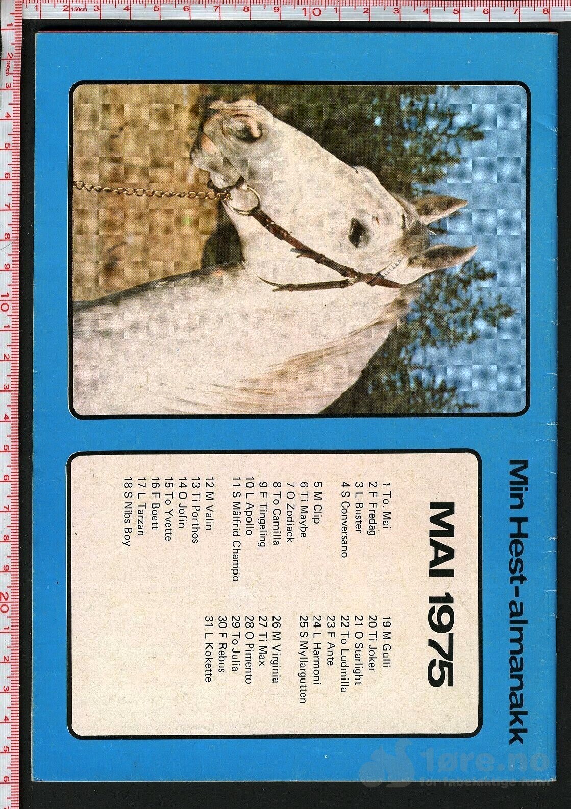 Min hest nr.9 - 1975, bilde 2