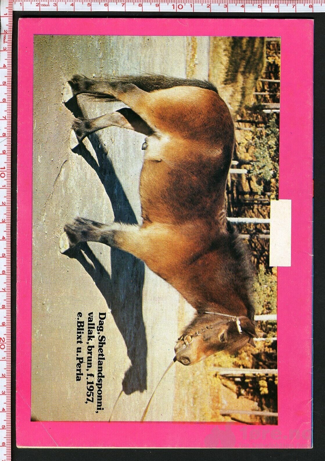 Min hest nr.15 - 1975, bilde 2